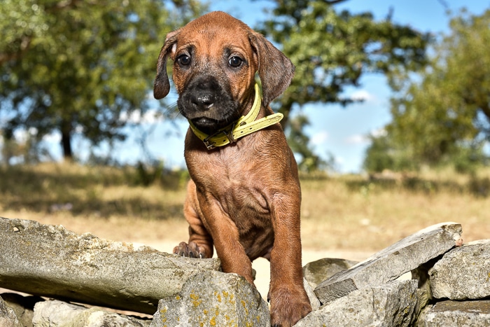 rhodesian ridgeback female puppy litter for sale austin texas 1