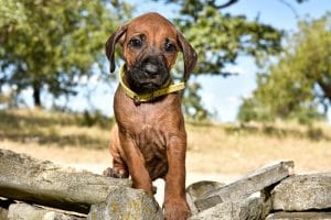 rhodesian ridgeback female puppy litter for sale austin texas 2