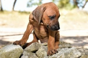 rhodesian ridgeback female puppy litter for sale austin texas puppy litter 1