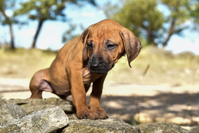 rhodesian ridgeback female puppy litter for sale austin texas puppy litter 2