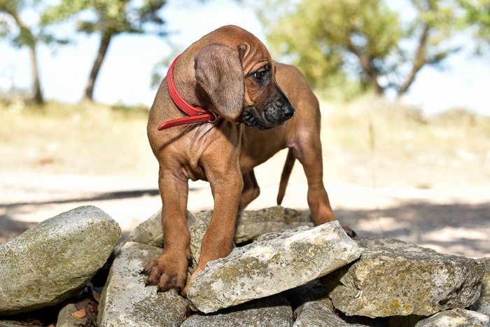 rhodesian ridgeback female puppy litter for sale texas 1