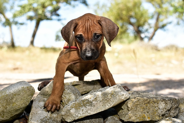 rhodesian ridgeback female puppy litter for sale texas 2