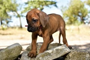 rhodesian ridgeback female puppy litter for sale texas 3