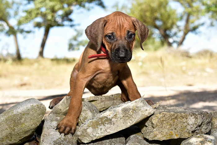 rhodesian ridgeback female puppy litter for sale texas