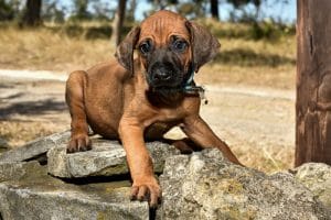 rhodesian ridgeback male puppy litter for sale austin texas 1