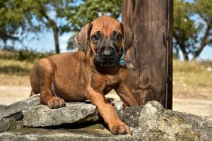rhodesian ridgeback male puppy litter for sale austin texas 2