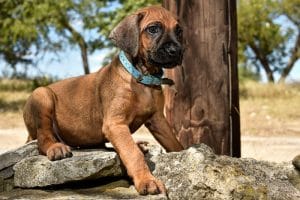 rhodesian ridgeback male puppy litter for sale austin texas 3