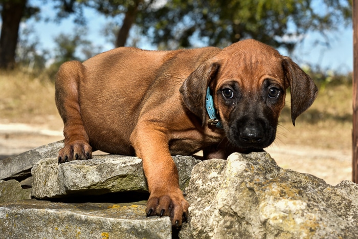 rhodesian ridgeback male puppy litter for sale austin texas 4