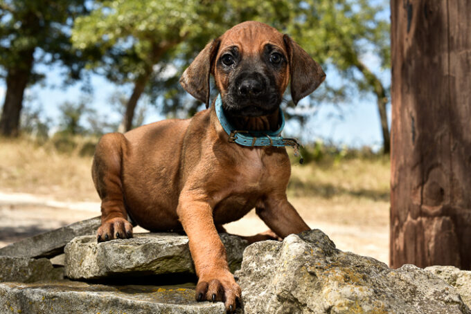 Rhodesian Ridgeback Puppies For Sale 2024 - Rhodesian Ridgeback Breeder ...