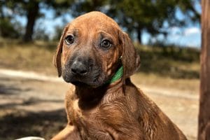 rhodesian ridgeback male puppy litter for sale texas 1