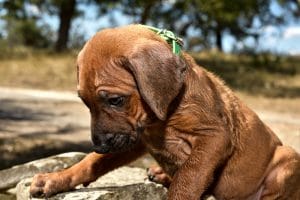 rhodesian ridgeback male puppy litter for sale texas 10