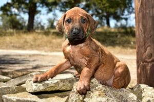 rhodesian ridgeback male puppy litter for sale texas 11