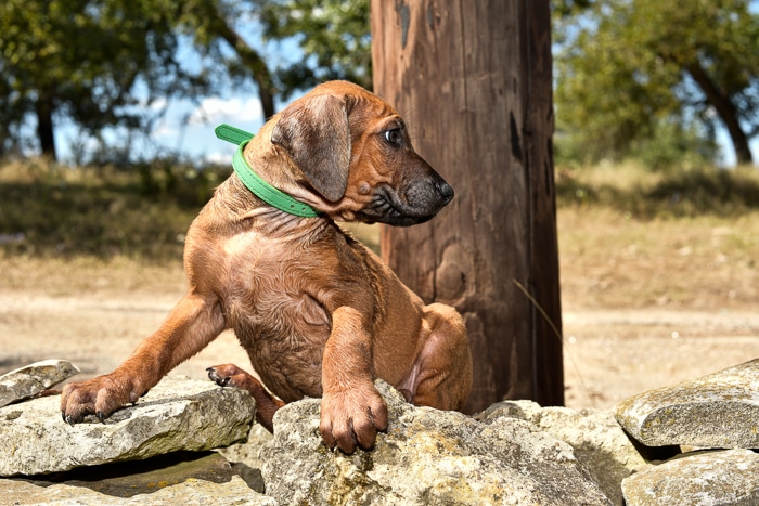 rhodesian ridgeback male puppy litter for sale texas 12