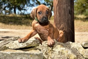 rhodesian ridgeback male puppy litter for sale texas 13