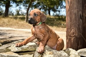 rhodesian ridgeback male puppy litter for sale texas 2