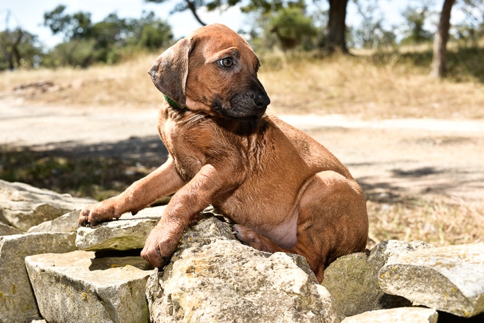 rhodesian ridgeback male puppy litter for sale texas 3
