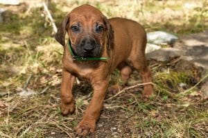 rhodesian ridgeback male puppy litter for sale texas