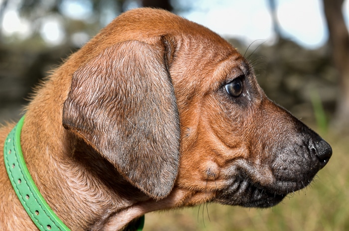rhodesian ridgeback male puppy litter for sale texas 4