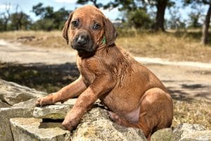 rhodesian ridgeback male puppy litter for sale texas 5