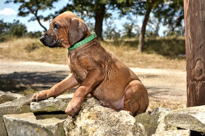 rhodesian ridgeback male puppy litter for sale texas 6