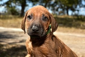 rhodesian ridgeback male puppy litter for sale texas 7