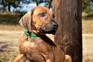 rhodesian ridgeback male puppy litter for sale texas 8