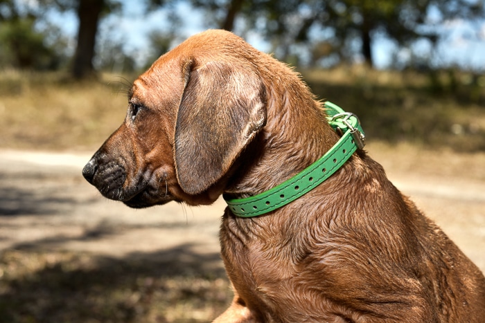 rhodesian ridgeback male puppy litter for sale texas 9