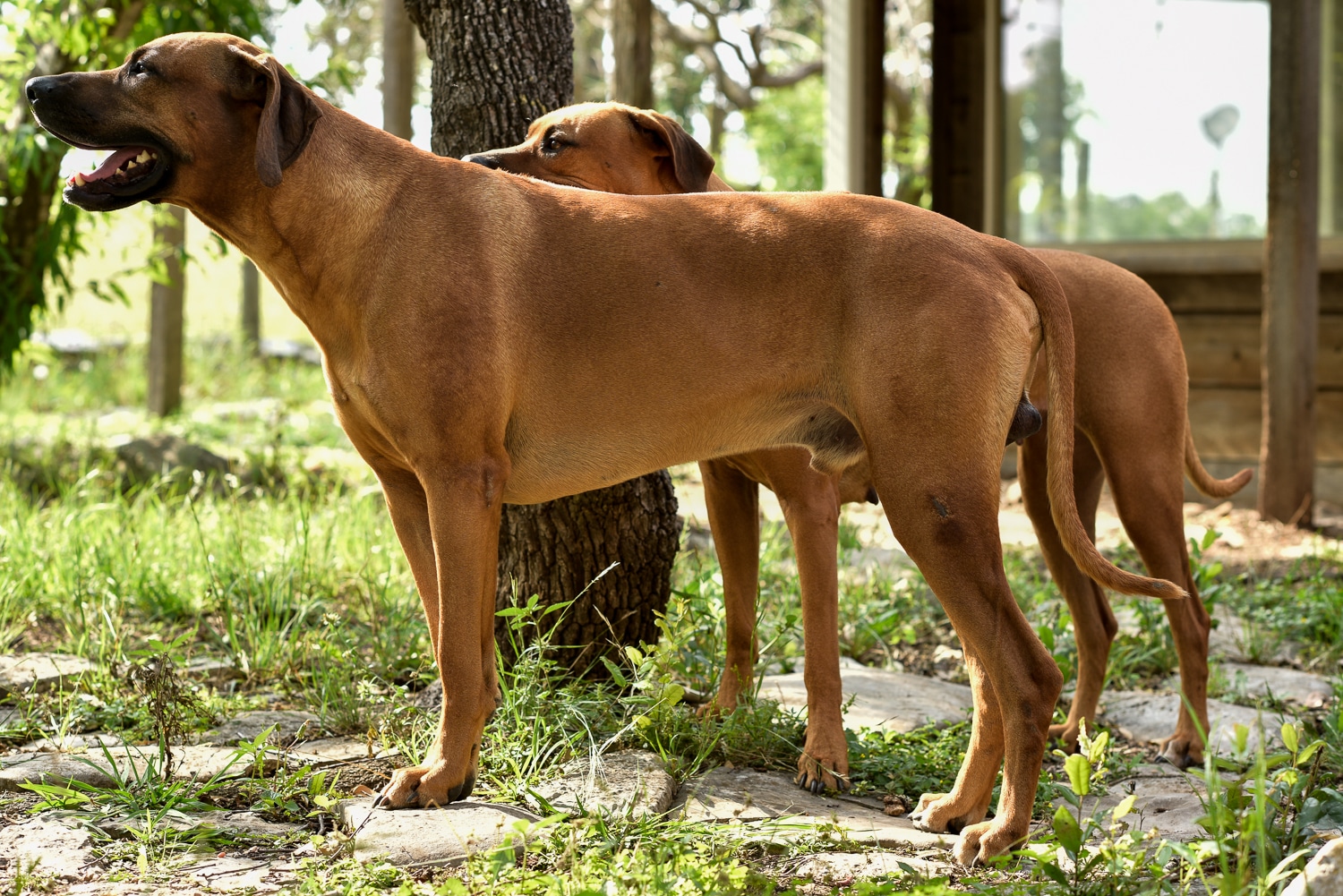 rhodesian ridgeback puppies for sale