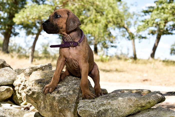 rhodesian ridgeback puppy for sale in texas 1