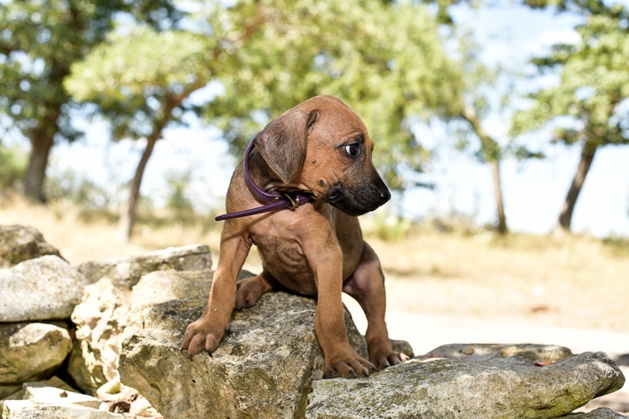 rhodesian ridgeback puppy for sale in texas 2