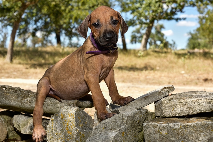 rhodesian ridgeback puppy for sale in texas 3