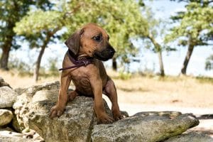 rhodesian ridgeback puppy for sale in texas