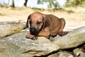 rhodesian ridgeback puppy for sale in texas 4