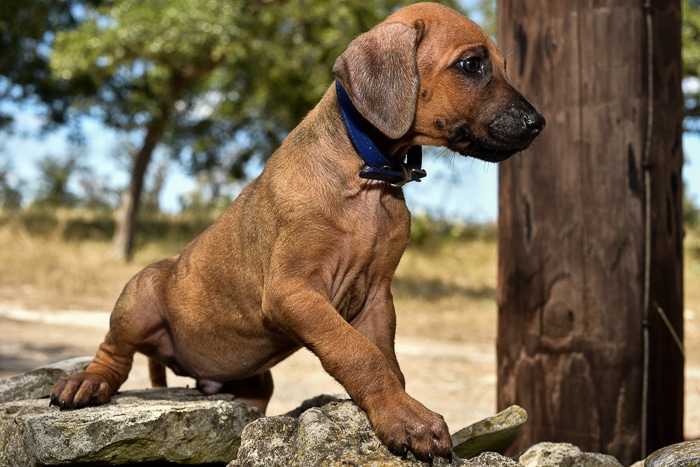 rhodesian ridgeback puppy litter for sale texas 1