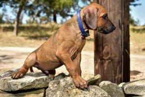 rhodesian ridgeback puppy litter for sale texas 3