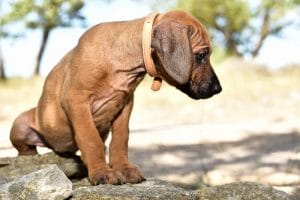 rhodesian ridgeback puppy litter for sale texas