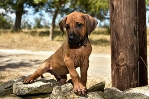 rhodesian ridgeback puppy litter for sale texas 4