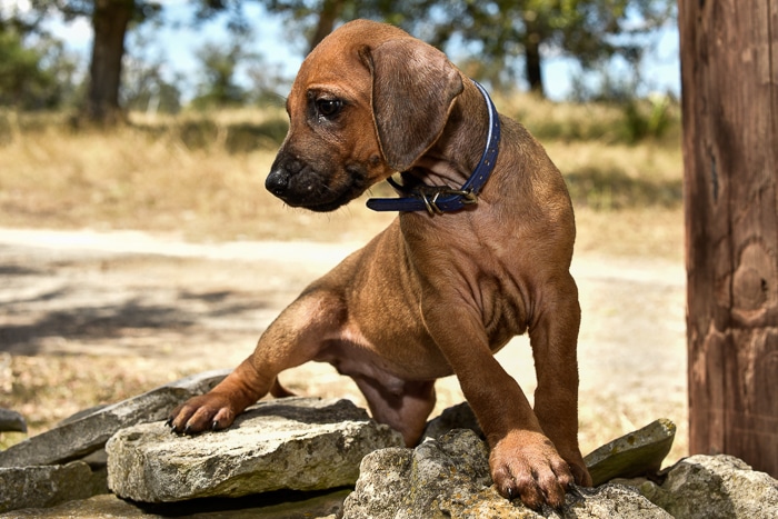 rhodesian ridgeback puppy litter for sale texas 5