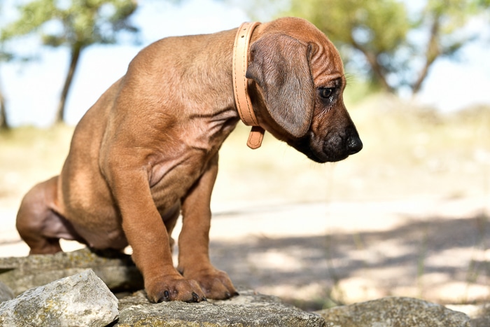 rhodesian ridgeback puppy litter for sale texas