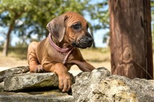rhodesian ridgeback pups for sale texas 2