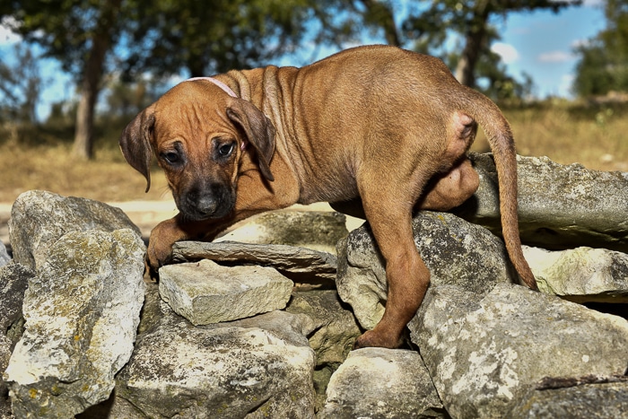 rhodesian ridgeback pups for sale texas 5