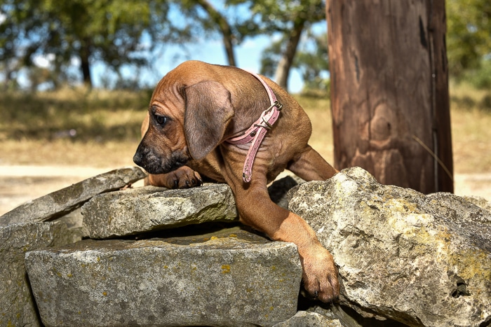 rhodesian ridgeback pups for sale texas 6