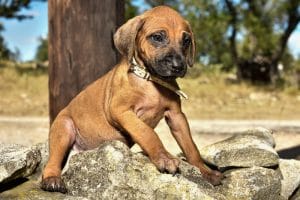 rhodesian ridgeback pups for sale texas female puppies 1
