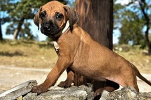 rhodesian ridgeback pups for sale texas female puppies 2