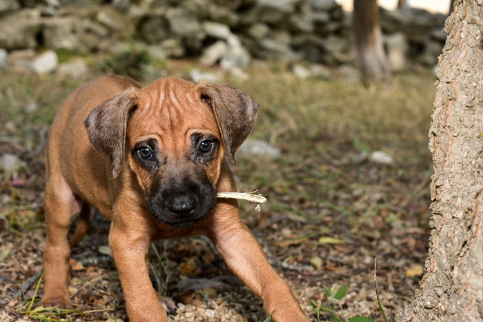 rhodesian ridgeback pups for sale texas female puppies 3
