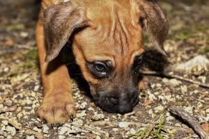 rhodesian ridgeback pups for sale texas female puppies