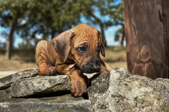 rhodesian ridgeback pups for sale texas