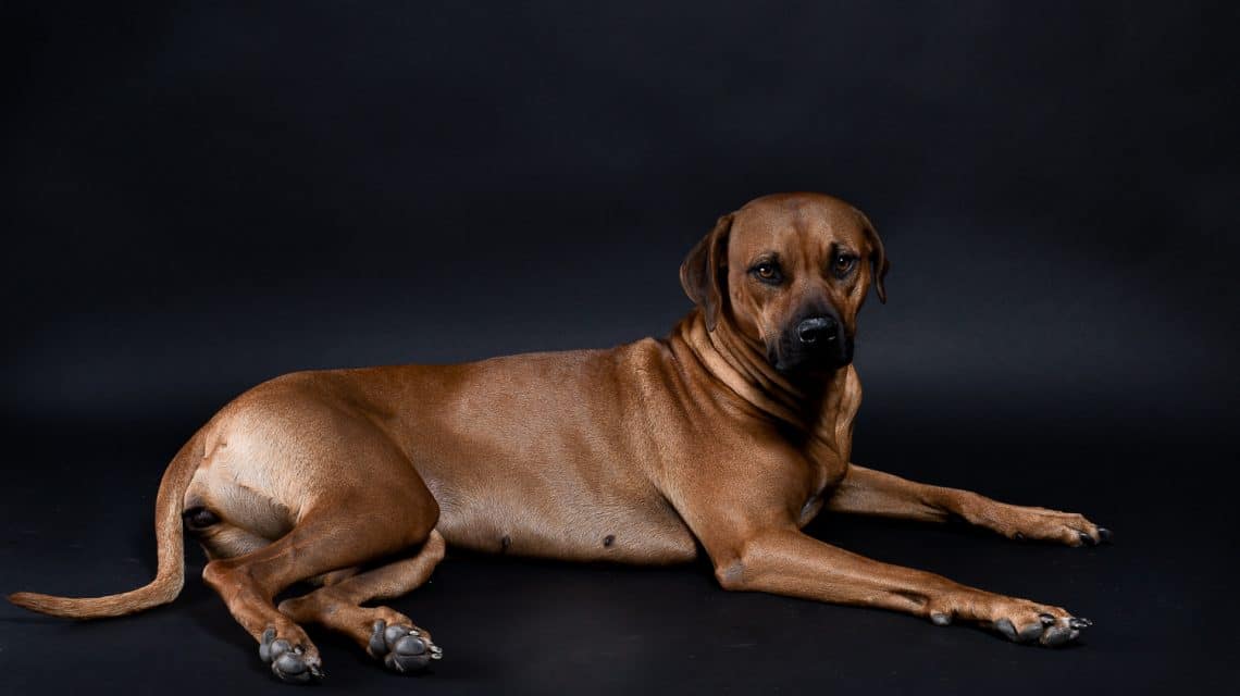 rhodesian ridgebacks puppies for sale 12