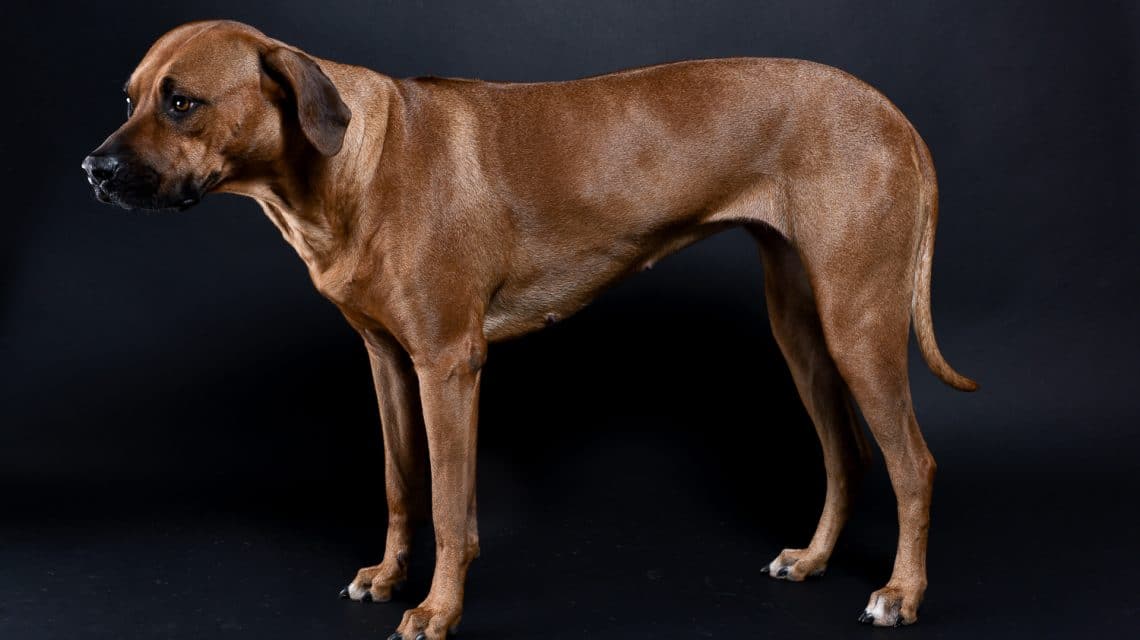 rhodesian ridgebacks puppies for sale 18