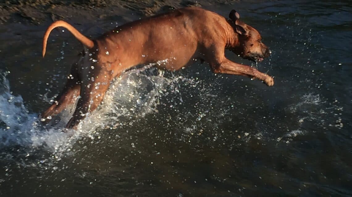 purebred rhodesian ridgeback breeder